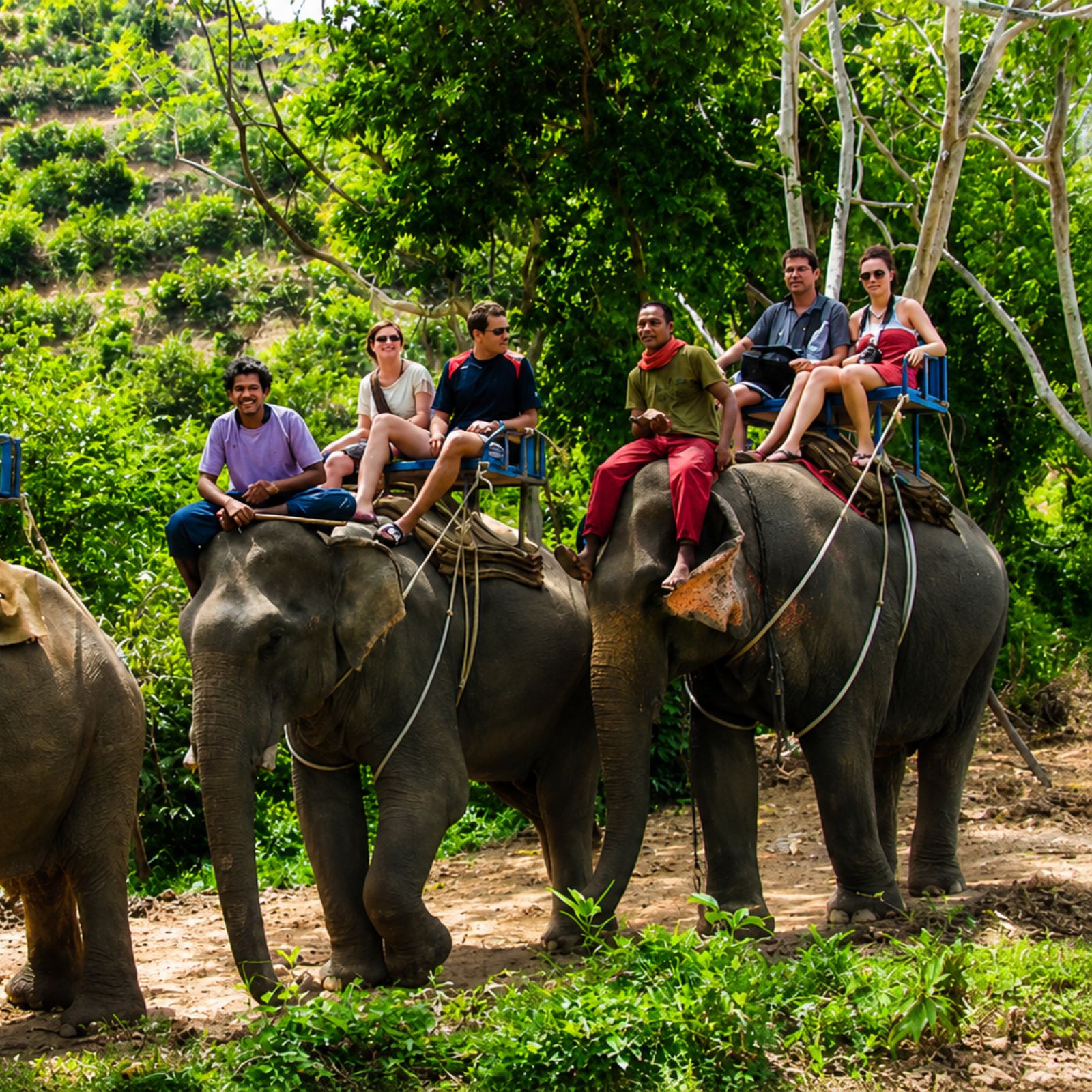 Open jeep safari in Jim Corbett forest