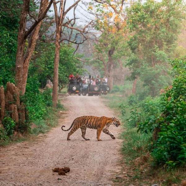 Dhikala Zone Elephant Safari