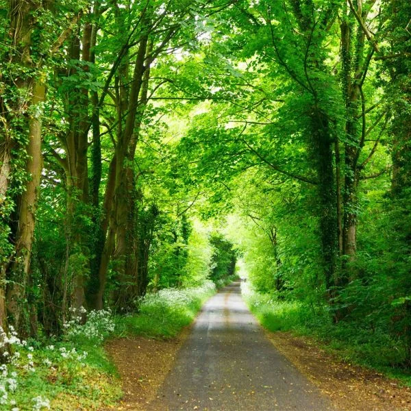Sitabani Zone landscape
