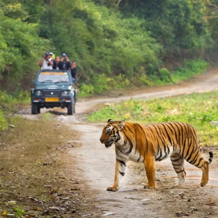 Dhikala Wild Safari Experience Package