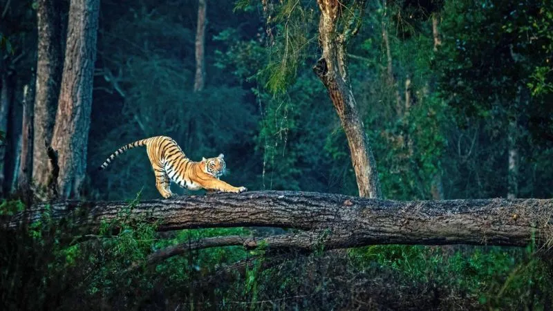 Corbett Weekend Tour Package