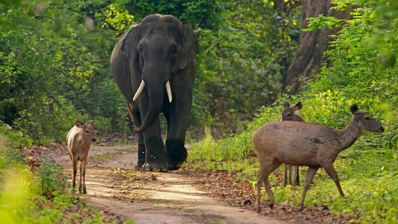 Corbett Weekend Tour Package